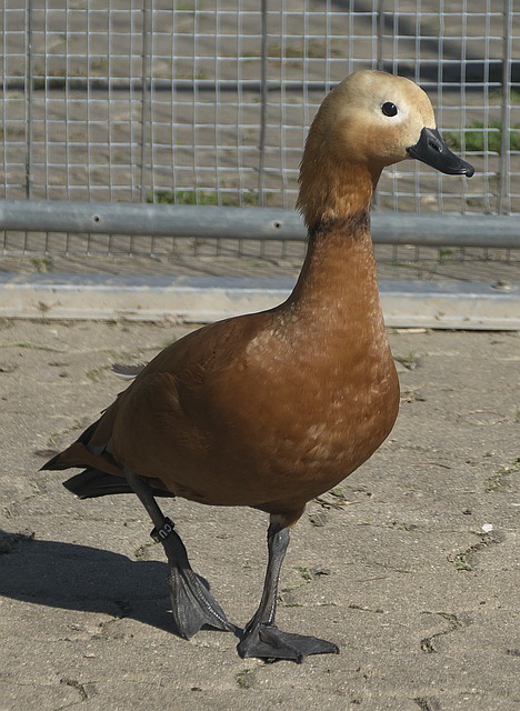 周琦似乎缺